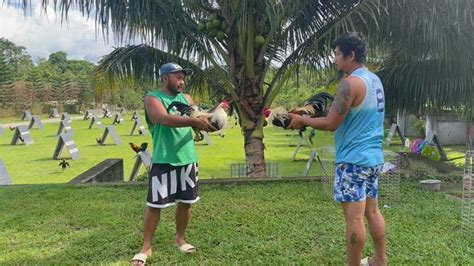 sabong pinas